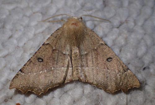 Réf. 314 318 : Odontopera bidentata